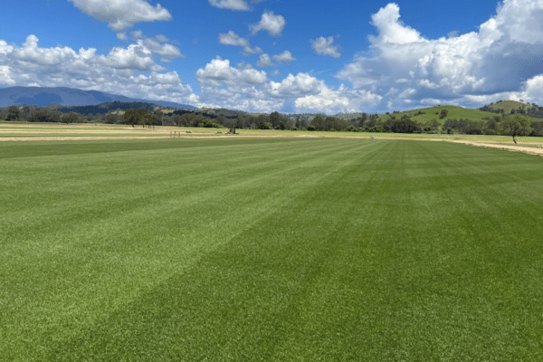 HERO Hybrid Grass